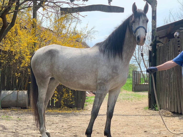 Arabo Shagya Giumenta 7 Anni 156 cm Grigio in Tornala