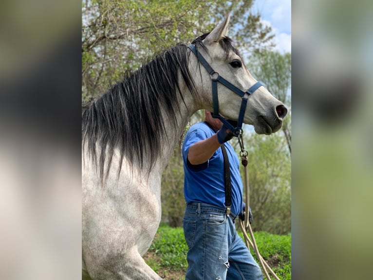 Arabo Shagya Giumenta 7 Anni 156 cm Grigio in Tornala