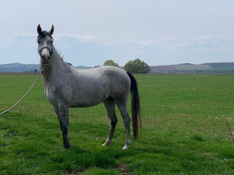 Arabo Shagya Giumenta 7 Anni 156 cm Grigio in Tornala