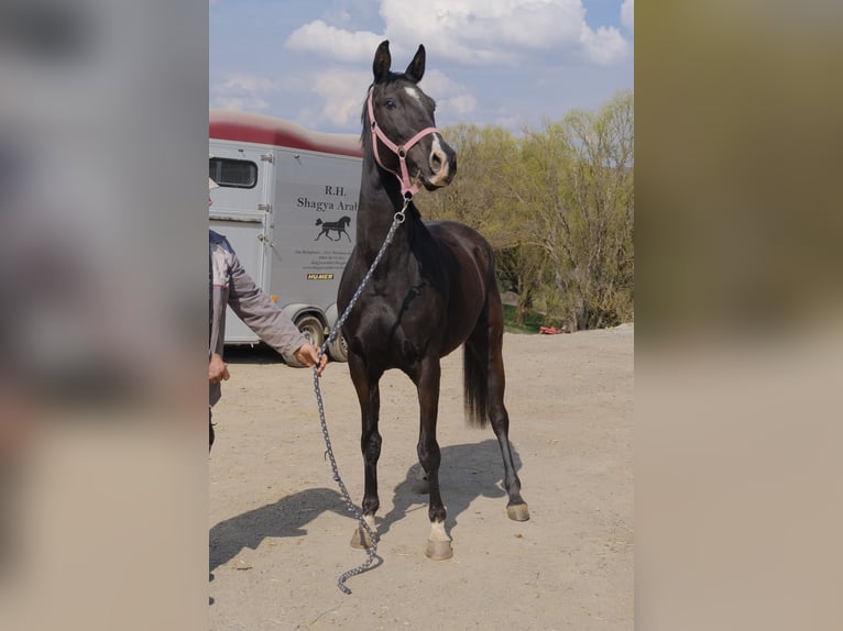Arabo Shagya Giumenta 7 Anni 156 cm Morello in Neuhaus in der Wart