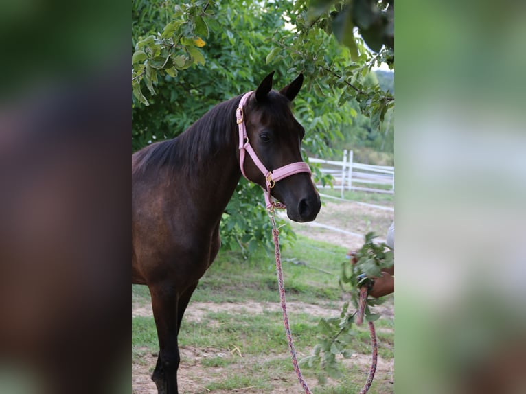 Arabo Shagya Giumenta 8 Anni 154 cm Baio scuro in Neuhaus in der Wart