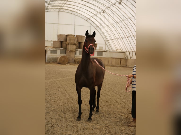 Arabo Shagya Giumenta 8 Anni 154 cm Baio scuro in Neuhaus in der Wart