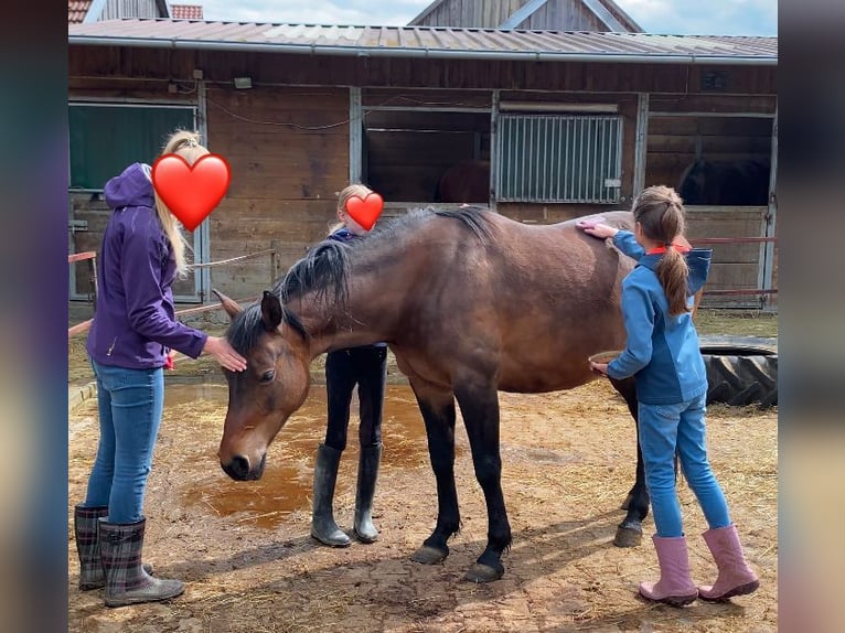 Arabo Shagya Giumenta 9 Anni 152 cm Baio in Deuerling