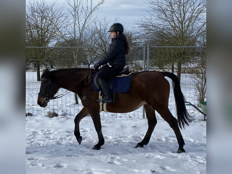 Arabo Shagya Giumenta 9 Anni 152 cm Baio in Deuerling