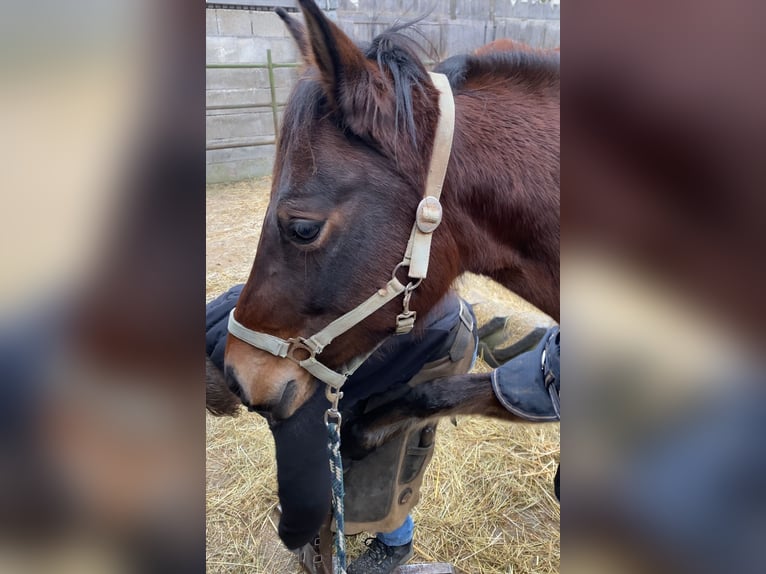 Arabo Shagya Giumenta 9 Anni 152 cm Baio in Deuerling