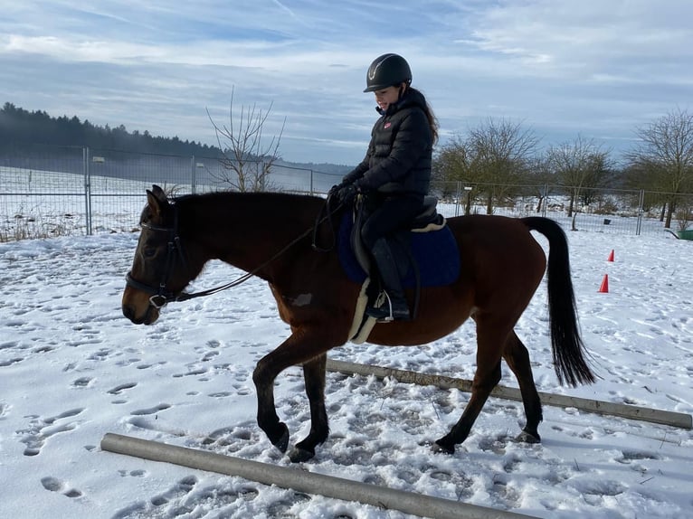 Arabo Shagya Giumenta 9 Anni 152 cm Baio in Deuerling