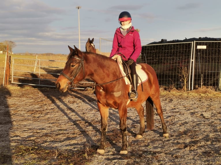 Arabo Shagya Giumenta 9 Anni 152 cm Baio in Deuerling