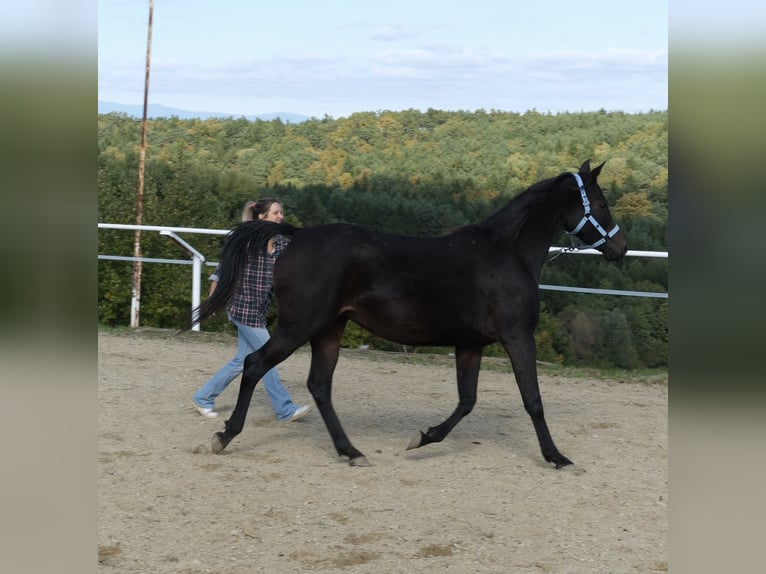 Arabo Shagya Giumenta 9 Anni 153 cm Baio scuro in Neuhaus in der Wart