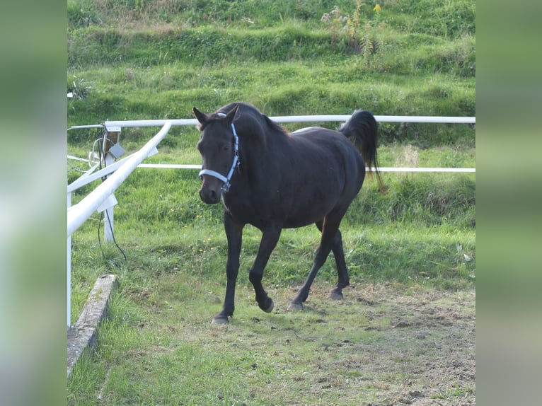 Arabo Shagya Giumenta 9 Anni 153 cm Baio scuro in Neuhaus in der Wart
