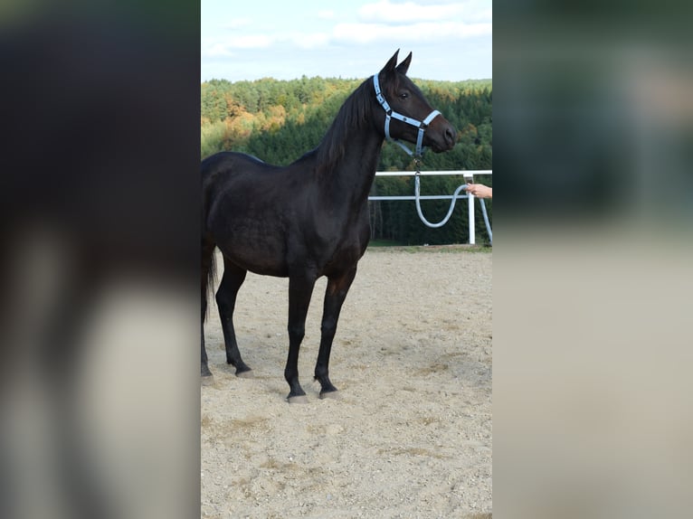 Arabo Shagya Giumenta 9 Anni 153 cm Baio scuro in Neuhaus in der Wart