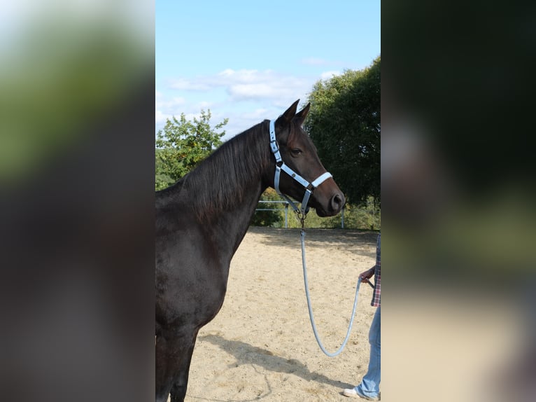 Arabo Shagya Giumenta 9 Anni 154 cm Baio scuro in Neuhaus in der Wart