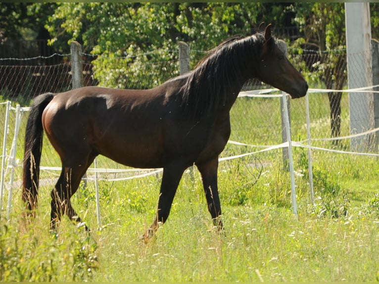 Arabo Shagya Stallone 11 Anni 158 cm Baio in Wien, Liesing