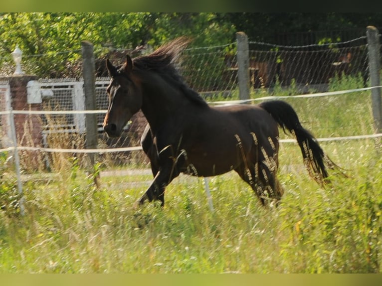 Arabo Shagya Stallone 11 Anni 158 cm Baio in Wien, Liesing