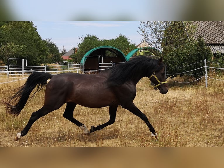 Arabo Shagya Stallone 11 Anni 158 cm Baio in Wien, Liesing