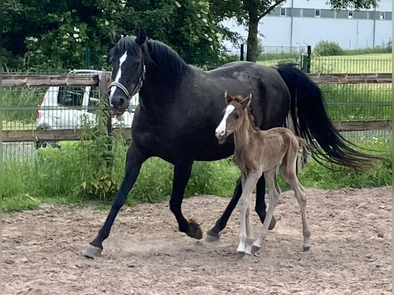 Arabo Shagya Stallone 1 Anno 152 cm Morello in Dahlem