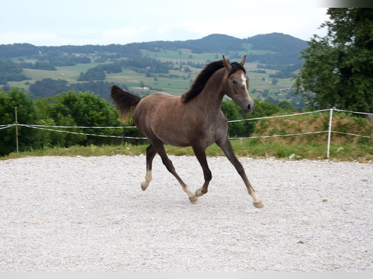 Arabo Shagya Stallone 1 Anno 158 cm Grigio in Pragersko