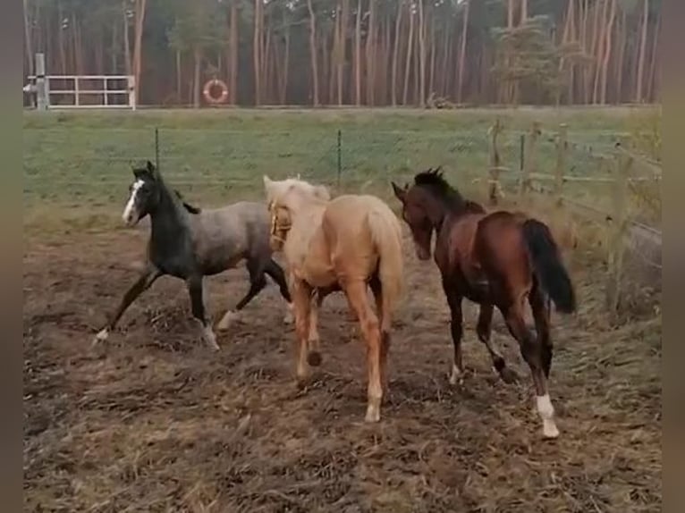 Arabo Shagya Stallone 1 Anno 160 cm Grigio in Friesack