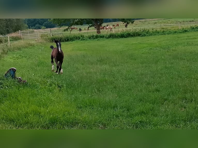 Arabo Shagya Stallone 1 Anno 160 cm Grigio ferro in Nienhagen