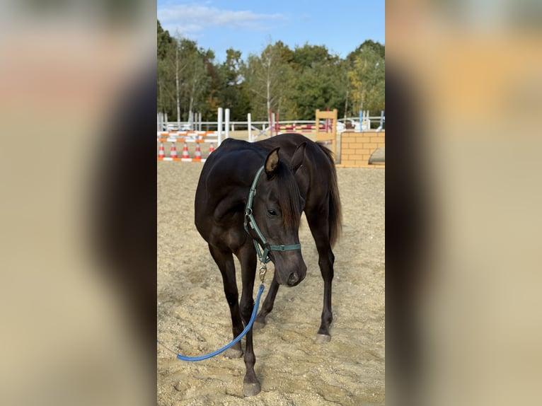 Arabo Shagya Stallone 1 Anno 160 cm Sauro scuro in Neuhaus in der Wart