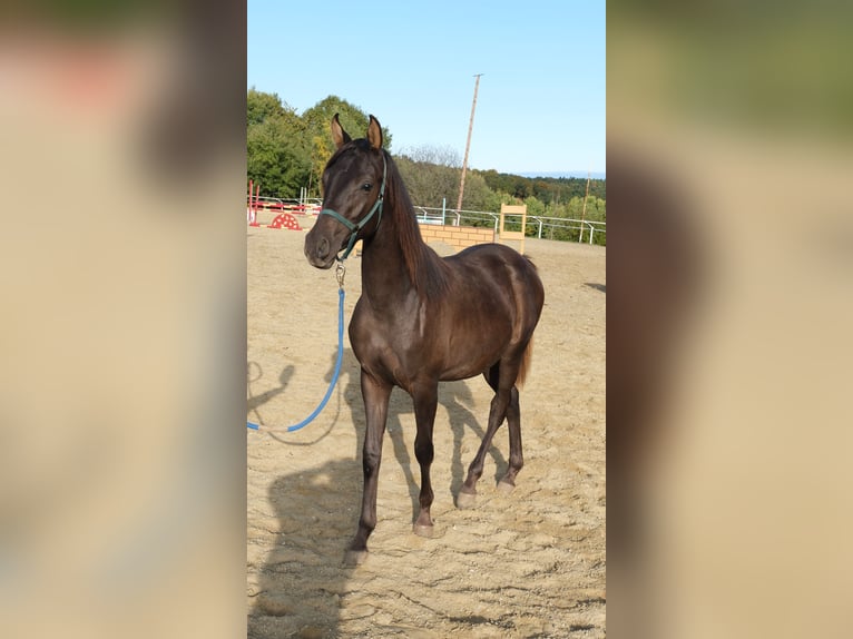 Arabo Shagya Stallone 1 Anno 160 cm Sauro scuro in Neuhaus in der Wart