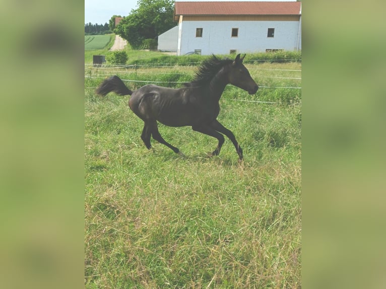 Arabo Shagya Stallone 1 Anno Baio in Tiefenbach