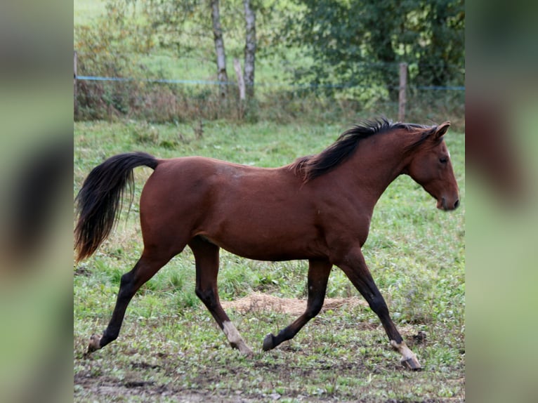 Arabo Shagya Stallone 2 Anni 154 cm Baio in Kladruby