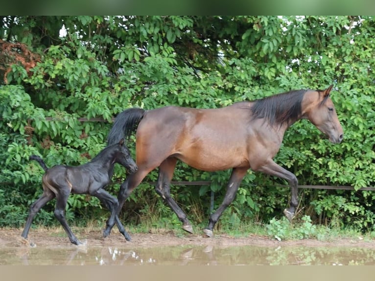 Arabo Shagya Mix Stallone 2 Anni 154 cm Può diventare grigio in Rotenburg an der Fulda