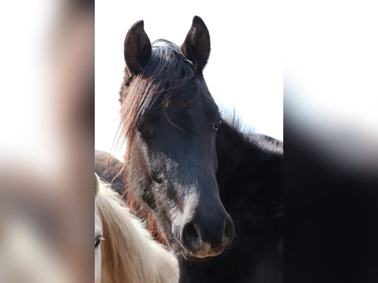 Arabo Shagya Mix Stallone 2 Anni 154 cm Può diventare grigio in Rotenburg an der Fulda