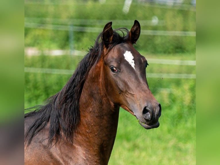 Arabo Shagya Stallone 2 Anni 157 cm Baio in Schönwalde-Glien OT Wansdorf