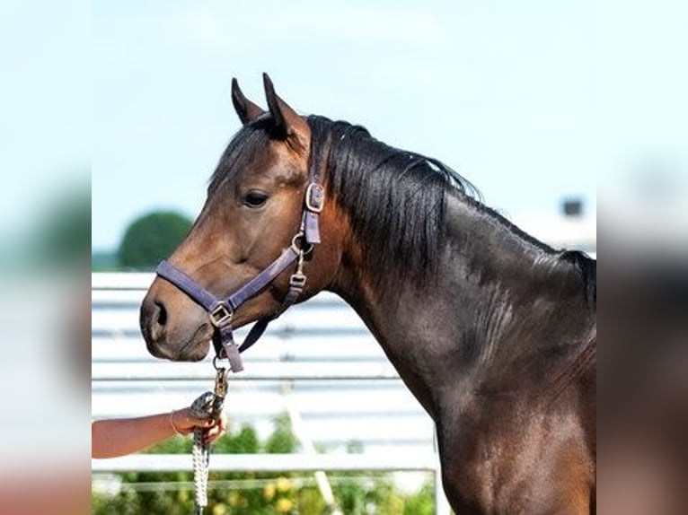 Arabo Shagya Stallone 2 Anni 160 cm Baio in Neuenbrook