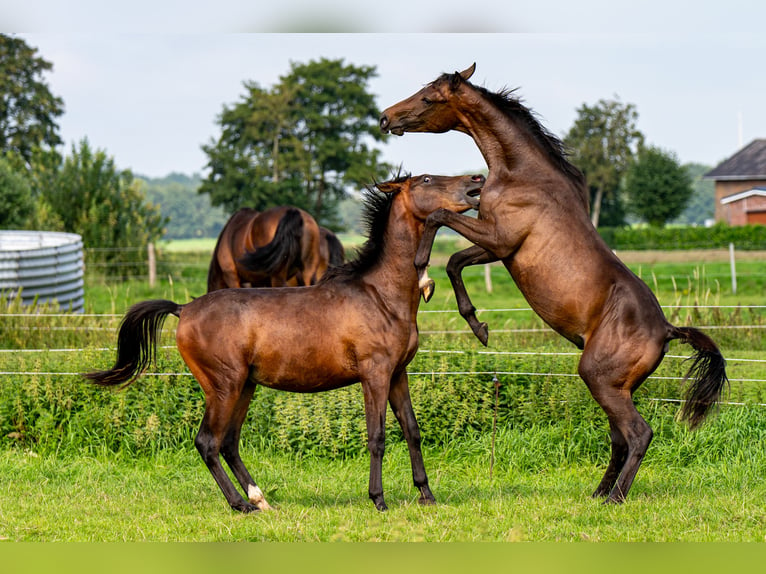 Arabo Shagya Stallone 2 Anni 160 cm Baio in Schönwalde-Glien OT Wansdorf