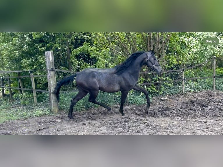 Arabo Shagya Stallone 2 Anni 160 cm Grigio in Kelpen-Oler