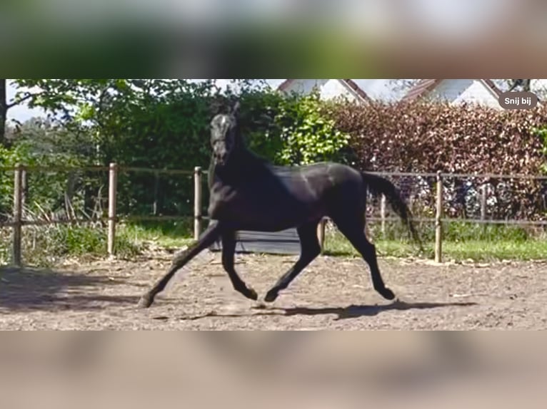 Arabo Shagya Stallone 2 Anni 160 cm Grigio in Kelpen-Oler