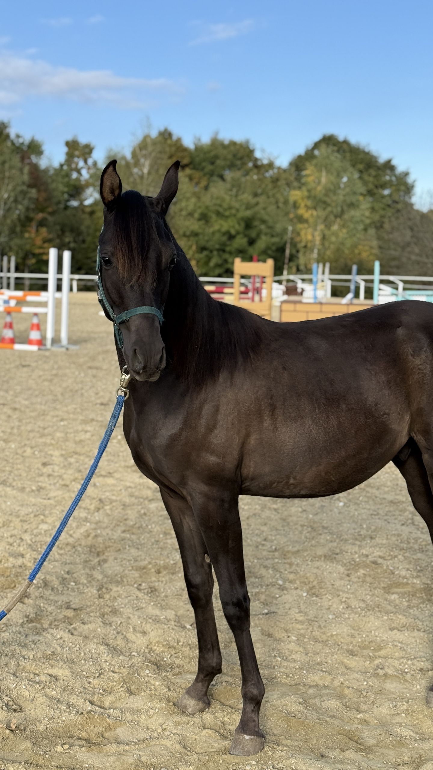 Arabo Shagya Stallone 2 Anni 160 cm Sauro scuro in Neuhaus in der Wart