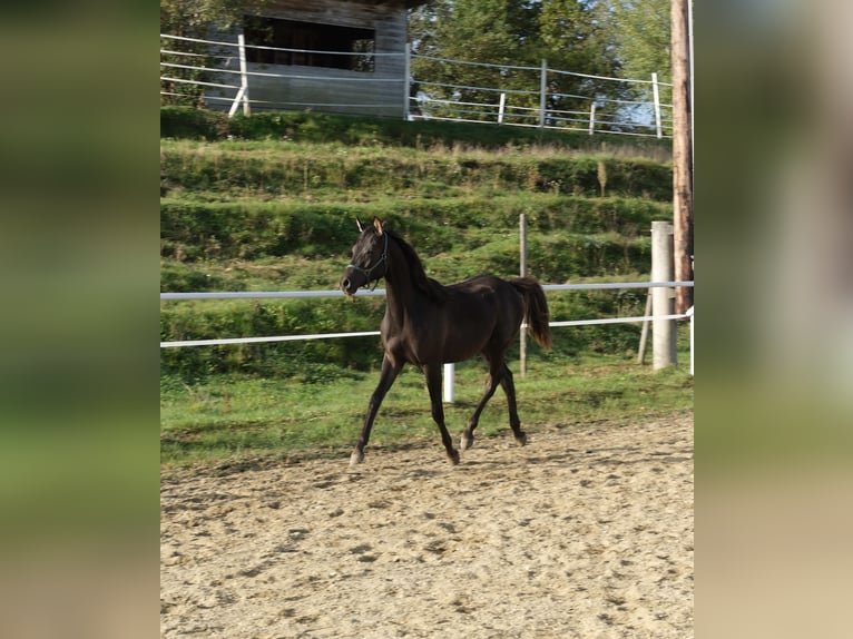 Arabo Shagya Stallone 2 Anni 160 cm Sauro scuro in Neuhaus in der Wart