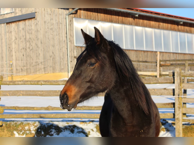 Arabo Shagya Stallone 2 Anni Baio in Tiefenbach