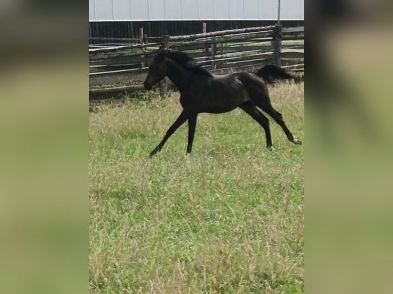 Arabo Shagya Stallone 2 Anni Baio in Tiefenbach