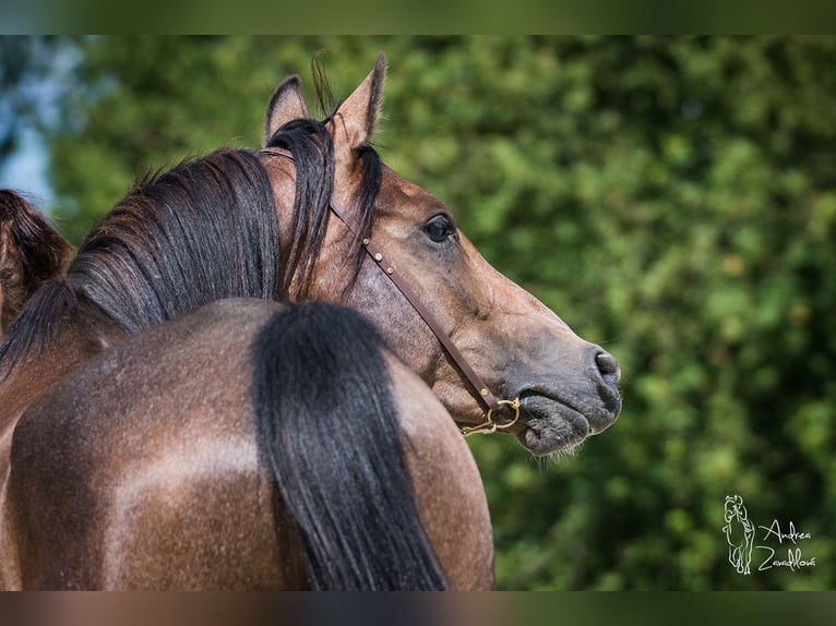 Arabo Shagya Stallone 2 Anni Grigio in Plzen