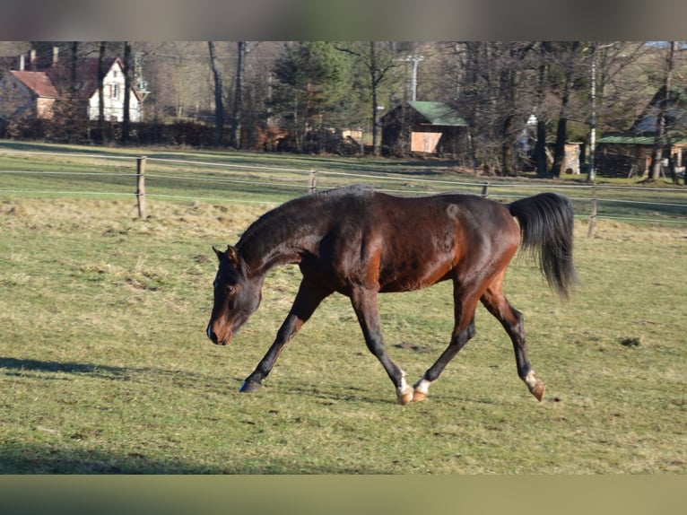 Arabo Shagya Stallone 3 Anni 151 cm Baio in Frýdlant