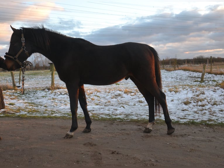 Arabo Shagya Stallone 3 Anni 160 cm Baio in Schönwalde-Glien OT Wansdorf