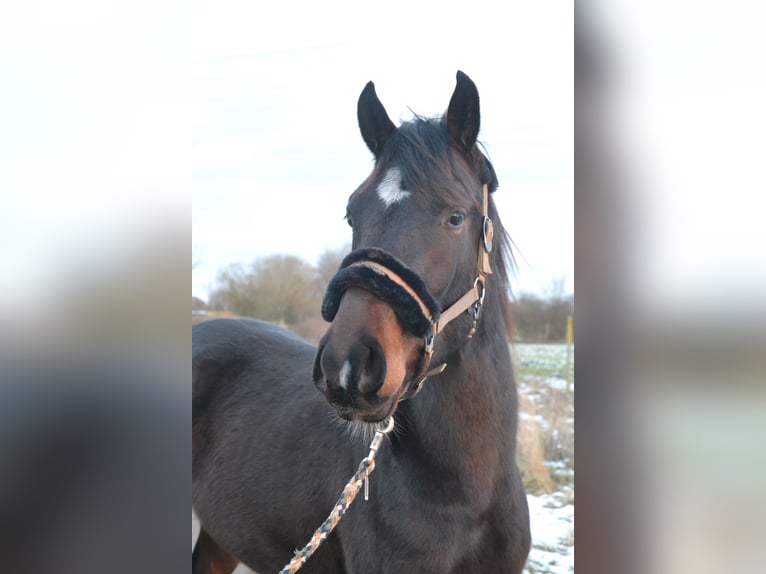 Arabo Shagya Stallone 3 Anni 160 cm Baio in Schönwalde-Glien OT Wansdorf