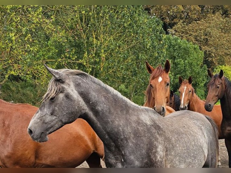 Arabo Shagya Stallone 3 Anni 163 cm Grigio in Fürstenberg