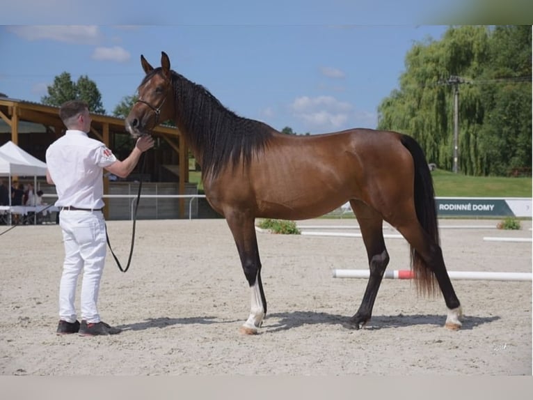 Arabo Shagya Stallone Grigio in Rotenburg an der Fulda