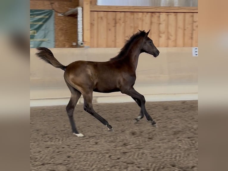 Arabo Shagya Stallone Puledri (04/2026) 160 cm Morello in Kalbach
