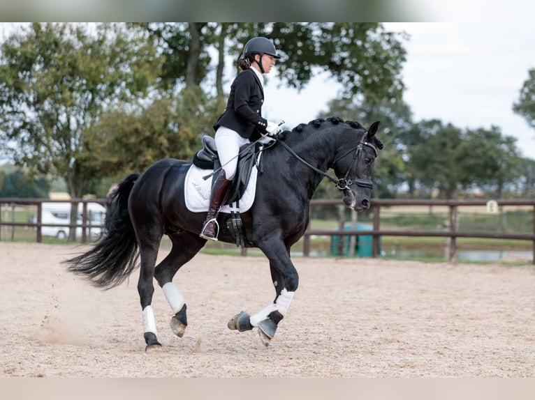 Arabofriese Hengst 12 Jahre 167 cm Rappe in Saulnay