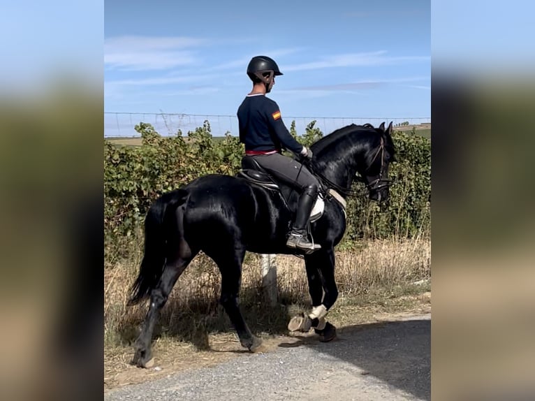 Arabofriese Mix Hengst 6 Jahre 156 cm Rappe in Tudela De Duero