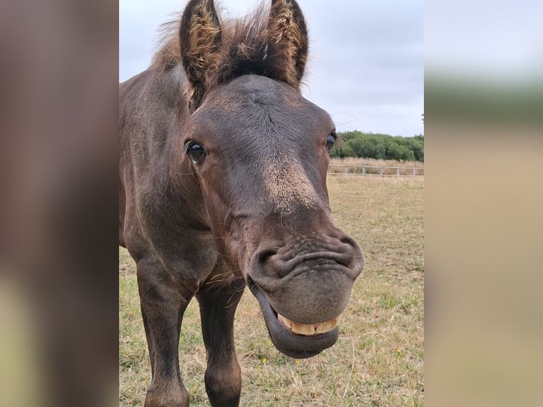 Arabofriese Hengst Fohlen (05/2025) 130 cm Rappe in Jullouville