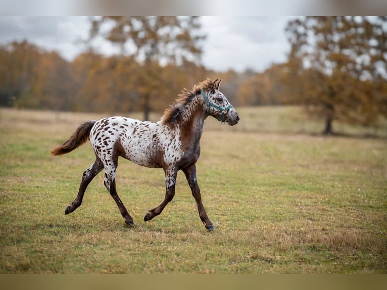 Arabofriese Mix Hengst Fohlen (05/2026) 158 cm Rappe in la rougerie