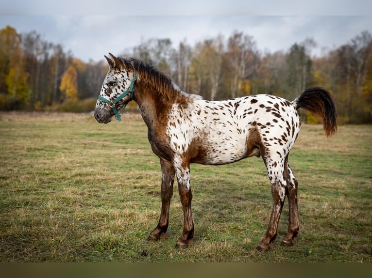 Arabofriese Mix Hengst Fohlen (05/2026) 158 cm Rappe in la rougerie