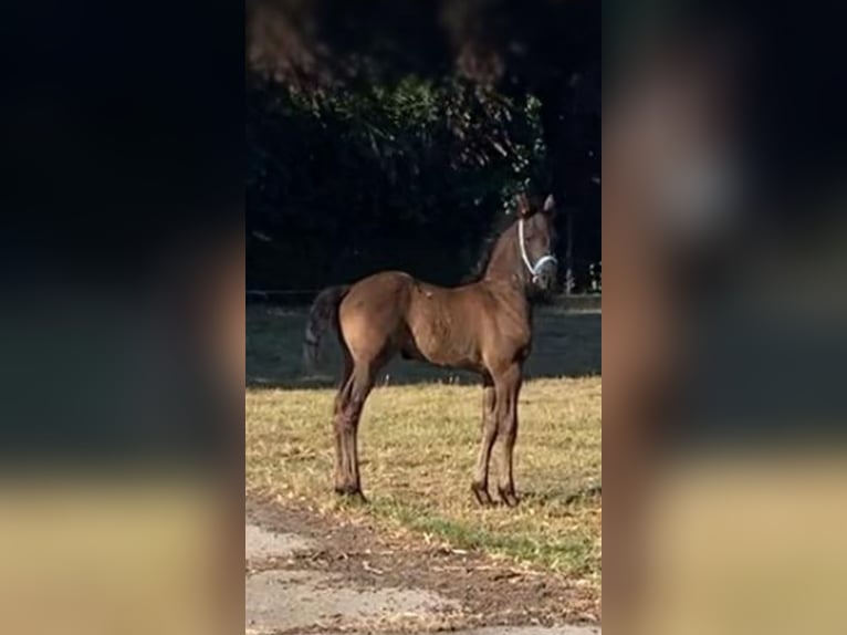 Arabofriese Hengst Fohlen (05/2025) 165 cm Rappe in Aardenburg